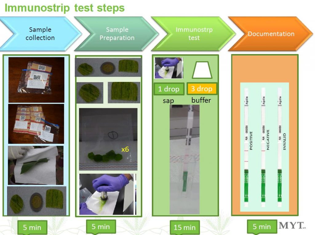 immunostrip assay