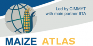 Maize Atlas