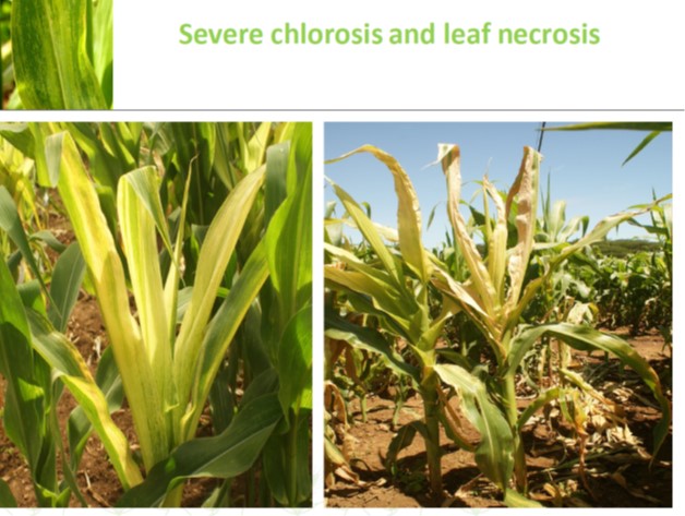 MLN severe chlorosis leaf necrosis