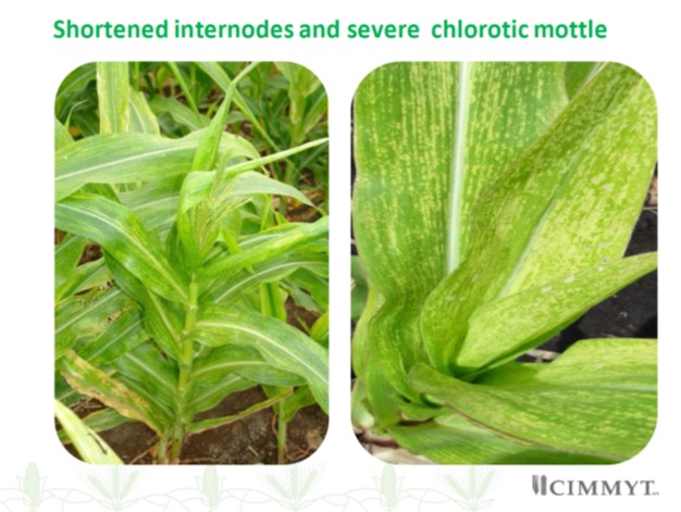 MLN shortened internodes severe chlorotoic mottle