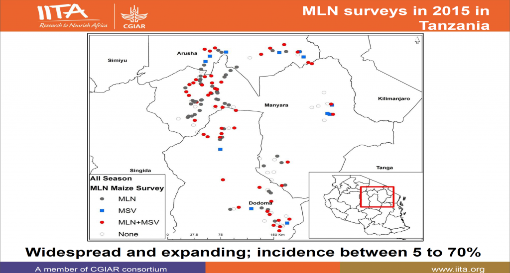 IITA MLN survey Tanzania 2015